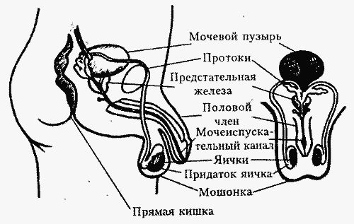 система, половая